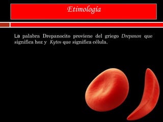 Etimología
La palabra Drepanocito proviene del griego Drepanon que
significa hoz y Kytos que significa célula.
 