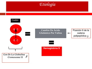 GAC
Codón
GTC
Gen De La Globulina ,
Cromosoma 11
Cambio De Ácido
Glutámico Por Valina
Posición 6 de la
cadena
polipeptídica
Hemoglobina S
Etiología
 