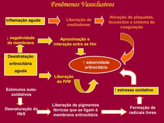 Fenômenos Vasoclusivos
Desidratação
eritrocitária
aguda
Inflamação aguda
↑ estresse oxidativo
↑ adesividade
eritrocitária
Liberação de
mediadores
Ativação de plaquetas,
leucócitos e sistema de
coagulação
Estímulos auto-
oxidativos
Desnaturação da
HbS
Liberação de pigmentos
férricos que se ligam à
membrana eritrocitária
Formação de
radicais livres
Liberação
do fVW
↓ negatividade
da membrana
Aproximação e
interação entre as Hm
 