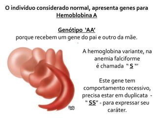 O indivíduo considerado normal, apresenta genes para
Hemoblobina A
Genótipo ‘AA’
porque recebem um gene do pai e outro da mãe.
A hemoglobina variante, na
anemia falciforme
é chamada “ S “’
Este gene tem
comportamento recessivo,
precisa estar em duplicata -
“ SS” - para expressar seu
caráter.
 
