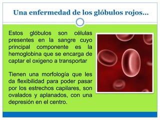 Una enfermedad de los glóbulos rojos…
Estos glóbulos son células
presentes en la sangre cuyo
principal componente es la
hemoglobina que se encarga de
captar el oxigeno a transportar
Tienen una morfología que les
da flexibilidad para poder pasar
por los estrechos capilares, son
ovalados y aplanados, con una
depresión en el centro.
 