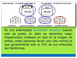 Es una enfermedad hereditaria recesiva, cuando
solo se posee un alelo se denomina rasgo
drepanocítico (rodeado en azul en la imagen de
arriba), estas personas llevan una vida normal ya
que generalmente solo el 10% de sus eritrocitos
son falciformes.
 