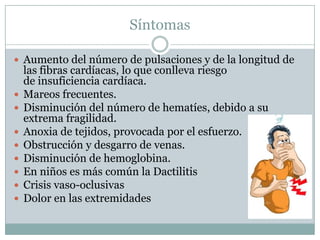 Síntomas

 Aumento del número de pulsaciones y de la longitud de
    las fibras cardíacas, lo que conlleva riesgo
    de insuficiencia cardíaca.
   Mareos frecuentes.
   Disminución del número de hematíes, debido a su
    extrema fragilidad.
   Anoxia de tejidos, provocada por el esfuerzo.
   Obstrucción y desgarro de venas.
   Disminución de hemoglobina.
   En niños es más común la Dactilitis
   Crisis vaso-oclusivas
   Dolor en las extremidades
 