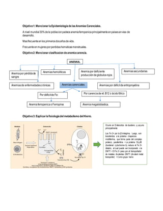 Objetivo1:MencionarlaEpidemiologiadelasAnemiasCarenciales.
A nivel mundial30%dela poblacionpadeceanemiaferropenicaprincipalmenteenpaisesenvias de
desarrollo.
Masfrecuenteenlos primerosdosañosde vida.
Frecuenteenmujerespor perdidashematicasmenstruales.
Objetivo2:Mencionarclasificacion deanemiacarencia.
Objetivo3:Explicarlafisiologíadel metabolismo delHierro.
Ocurre en Enterocitos de duodeno y yeyuno
principalmente:
Los Fe 3+ por la β3-integrina. Luego, son
transferidos a la proteína chaperona
mobilferrina, que forma parte del complejo
proteico, paraferritina • La proteína DcytB
(duodenal cytochrome b), reduce el Fe 3+
dietario, el cual puede ser incorporado vía
DMT1 • El Fe 2+ pasa por el transportador
de metales divalentes DMT1 (divalent metal
transporter) • Como grupo hemo
ANEMIA.
Anemiapor pérdidade
sangre
Anemiashemolíticas Anemiapor deficiente
produccióndeglobulosrojos
Anemiassecundarias
AnemiascarencialesAnemiasde enfermedadescrónicas Anemiaspor déficitdeeritroproyetina
Por déficitde Fe: Por carenciadevit. B12 o ácidofólico
AnemiaferropenicaoFerropriva Anemiamegaloblastica.
 