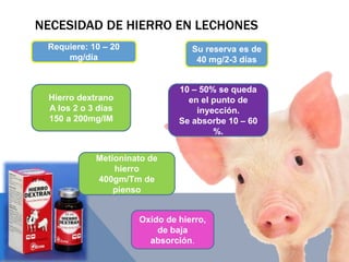 NECESIDAD DE HIERRO EN LECHONES
Requiere: 10 – 20
mg/día
Su reserva es de
40 mg/2-3 días
10 – 50% se queda
en el punto de
inyección.
Se absorbe 10 – 60
%.
Hierro dextrano
A los 2 o 3 días
150 a 200mg/IM
Metioninato de
hierro
400gm/Tm de
pienso
Oxido de hierro,
de baja
absorción.
 