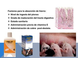 Factores para la absorción de hierro:
 Nivel de ingesta del pienso
 Grado de maduración del tracto digestivo
 Estado sanitario
 Administración previa de vitamina E
 Administración de cobre post-destete.
 