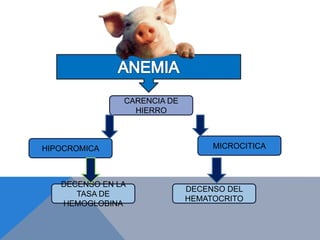 DECENSO DEL
HEMATOCRITO
DECENSO EN LA
TASA DE
HEMOGLOBINA
MICROCITICAHIPOCROMICA
CARENCIA DE
HIERRO
 