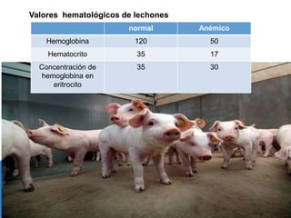 Valores hematológicos de lechones
normal Anémico
Hemoglobina 120 50
Hematocrito 35 17
Concentración de
hemoglobina en
eritrocito
35 30
 