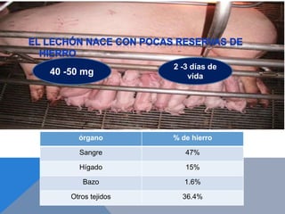 2 -3 días de
vida
órgano % de hierro
Sangre 47%
Hígado 15%
Bazo 1.6%
Otros tejidos 36.4%
40 -50 mg
 
