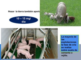 Hozar la tierra también aporta
10 – 15 mg/
día
La mayoría de
las
explotaciones
la fase de cría
se realiza
sobre suelo de
cemento o
rejilla.
 