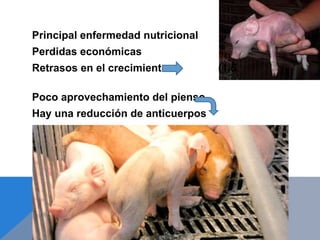 Principal enfermedad nutricional
Perdidas económicas
Retrasos en el crecimiento (1,5
kg/animal)
Poco aprovechamiento del pienso
Hay una reducción de anticuerpos
causa de 10% de mortalidad en
lechones
 