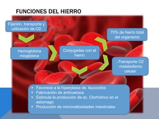 FUNCIONES DEL HIERRO
Fijación, transporte y
utilización de O2
Hemoglobina
mioglobina
Conjugadas con el
hierro
70% de hierro total
del organismo
-Transporte O2
-metabolismo
celular
 Favorece a la hiperplasia de leucocitos
 Fabricación de anticuerpos
 Estimula la producción de ac. Clorhídrico en el
estomago
 Producción de microvellosidades intestinales
 