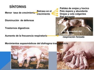 SÍNTOMAS
Menor tasa de crecimiento
Disminución de defensas
Trastornos digestivos
Aumento de la frecuencia respiratoria
Movimientos espasmódicos del diafragma tras ejercicio
Palidez de orejas y hocico
Pelo áspero y abundante
Orejas y cola colgantes
Piel arrugada
«Enfermedad del
ronquido»
respiración forzada
Retraso en el
crecimiento
 