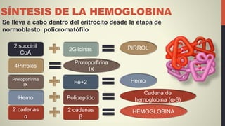 SÍNTESIS DE LA HEMOGLOBINA
Se lleva a cabo dentro del eritrocito desde la etapa de
normoblasto policromatófilo
2 succinil
CoA
2Glicinas PIRROL
4Pirroles
Protoporfirina
IX
2 cadenas
α
2 cadenas
β
HEMOGLOBINA
Hemo Polipeptido
Cadena de
hemoglobina (α-β)
Protoporfirina
IX Fe+2 Hemo
 