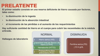 PRELATENTE
El primer estadio consiste en una reserva deficiente de hierro causada por factores,
tales como:
• la disminución de la ingesta
• la disminución de la absorción intestinal
• el incremento de las pérdidas o el aumento de los requerimientos
Hay suficiente cantidad de hierro en el cuerpo para cubrir las necesidades de la médula
eritroide.
Hallazgos de laboratorio
NORMAL
Hierro serico (HS)
Capacidad total de fijacion de
hierro (CTFH)
Hematocrito (HTTO)
Protoporfirina libre
eritrocitaria (PLE)
DISMINUIDA
Ferritina serica (FS)
↓12 m g/dL
 