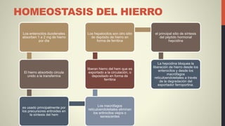 HOMEOSTASIS DEL HIERRO
Los enterocitos duodenales
absorben 1 a 2 mg de hierro
por día
El hierro absorbido circula
unido a la transferrina
es usado principalmente por
los precursores eritroides en
la síntesis del hem
Los macrófagos
reticuloendoteliales eliminan
los eritrocitos viejos o
senescentes
liberan hierro del hem que es
exportado a la circulación, o
depositado en forma de
ferritina
Los hepatocitos son otro sitio
de depósito de hierro en
forma de ferritina
el principal sitio de síntesis
del péptido hormonal
hepcidina
La hepcidina bloquea la
liberación de hierro desde los
enterocitos y desde los
macrófagos
reticuloendoteliales a través
de la degradación del
exportador ferroportina.
 