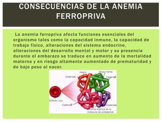 La anemia ferropriva afecta funciones esenciales del
organismo tales como la capacidad inmune, la capacidad de
trabajo físico, alteraciones del sistema endocrino,
alteraciones del desarrollo mental y motor y su presencia
durante el embarazo se traduce en aumento de la mortalidad
materna y en riesgo altamente aumentado de prematuridad y
de bajo peso al nacer.
CONSECUENCIAS DE LA ANEMIA
FERROPRIVA
 