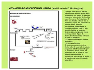 MECANISMO DE ABSORCIÓN DEL HIERRO. (Modificada de E. Monteagudo).
La mayor parte del Fe3+ precisa
transformarse a forma ferrosa (Fe2+)
en duodeno, por acción de agentes
reductores procedentes de la dieta
y por la enzima ferrireductasa. El
Fe2+ se absorbe a través de la
membrana apical del enterocito al
interior celular mediante
una proteína trasportadora de
cationes divalentes (DMT1), que
también facilita la absorción
de zinc, cobre, manganeso, plomo,
cadmio y cobalto (Figura 2).
Dentro del citoplasma del enterocito
el hierro se distribuye:
- En las mitocondrias para síntesis
enzimática.
- En forma de ferritina
El resto se oxida nuevamente a
férrico antes de pasar a la circulación
sanguínea. El Fe3+ se traslada por
la membrana basal lateral del
enterocito con la ayuda de una
proteína de membrana, la
ferroportina, que facilita su unión a
la transferrina para el trasporte
plasmático.
 