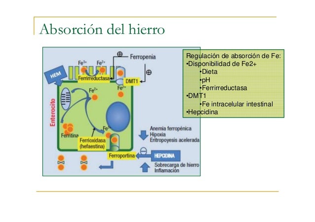 Anemia ferropenica en la infancia Anemia ferropenica en la infancia
