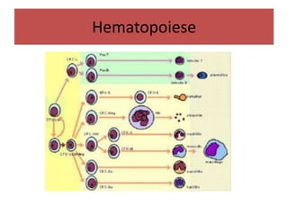 Hematopoiese
 