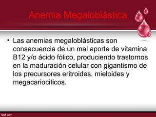 Anemia Megaloblástica 
• Las anemias megaloblásticas son 
consecuencia de un mal aporte de vitamina 
B12 y/o ácido fólico, produciendo trastornos 
en la maduración celular con gigantismo de 
los precursores eritroides, mieloides y 
megacariociticos. 
 