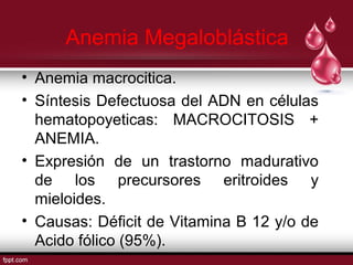 Anemia Megaloblástica 
• Anemia macrocitica. 
• Síntesis Defectuosa del ADN en células 
hematopoyeticas: MACROCITOSIS + 
ANEMIA. 
• Expresión de un trastorno madurativo 
de los precursores eritroides y 
mieloides. 
• Causas: Déficit de Vitamina B 12 y/o de 
Acido fólico (95%). 
 
