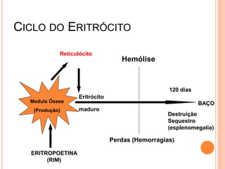 CICLO DO ERITRÓCITO
            Reticulócito
                                   Hemólise



                                                  120 dias
                   Eritrócito
  Medula Óssea                                               BAÇO
   (Produção)      maduro
                                                  Destruição
                                                  Sequestro
                                                  (esplenomegalia)

                                Perdas (Hemorragias)

  ERITROPOETINA
       (RIM)
 