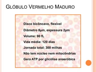 GLÓBULO VERMELHO MADURO


     Disco bicôncavo, flexível
     Diâmetro 8µm, espessura 2µm
     Volume: 90 fL
     Vida média: 120 dias
     Jornada total: 300 milhas
     Não tem núcleo nem mitocôndrias
     Gera ATP por glicólise anaeróbica
 