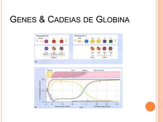 GENES & CADEIAS DE GLOBINA
 