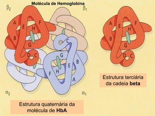 Molécula de Hemoglobina




                               Estrutura terciária
                                da cadeia beta



Estrutura quaternária da
   molécula de HbA
 