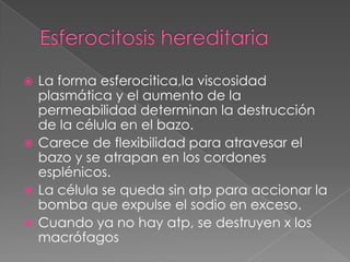  La forma esferocitica,la viscosidad
  plasmática y el aumento de la
  permeabilidad determinan la destrucción
  de la célula en el bazo.
 Carece de flexibilidad para atravesar el
  bazo y se atrapan en los cordones
  esplénicos.
 La célula se queda sin atp para accionar la
  bomba que expulse el sodio en exceso.
 Cuando ya no hay atp, se destruyen x los
  macrófagos
 