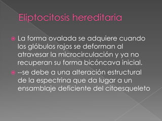  La forma ovalada se adquiere cuando
  los glóbulos rojos se deforman al
  atravesar la microcirculación y ya no
  recuperan su forma bicóncava inicial.
 --se debe a una alteración estructural
  de la espectrina que da lugar a un
  ensamblaje deficiente del citoesqueleto
 