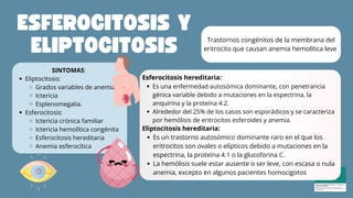 SINTOMAS:
Eliptocitosis:
Grados variables de anemia
Ictericia
Esplenomegalia.
Esferocitosis:
Ictericia crónica familiar
Ictericia hemolítica congénita
Esferocitosis hereditaria
Anemia esferocítica
Trastornos congénitos de la membrana del
eritrocito que causan anemia hemolítica leve
Esferocitosis hereditaria:
Es una enfermedad autosómica dominante, con penetrancia
génica variable debido a mutaciones en la espectrina, la
anquirina y la proteína 4.2.
Alrededor del 25% de los casos son esporádicos y se caracteriza
por hemólisis de eritrocitos esferoides y anemia.
Eliptocitosis hereditaria:
Es un trastorno autosómico dominante raro en el que los
eritrocitos son ovales o elípticos debido a mutaciones en la
espectrina, la proteína 4.1 o la glucoforina C.
La hemólisis suele estar ausente o ser leve, con escasa o nula
anemia, excepto en algunos pacientes homocigotos
ESFEROCITOSIS Y
ELIPTOCITOSIS
 