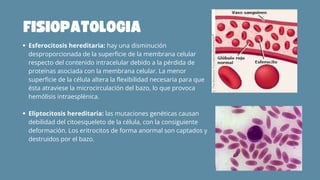 Esferocitosis hereditaria: hay una disminución
desproporcionada de la superficie de la membrana celular
respecto del contenido intracelular debido a la pérdida de
proteínas asociada con la membrana celular. La menor
superficie de la célula altera la flexibilidad necesaria para que
ésta atraviese la microcirculación del bazo, lo que provoca
hemólisis intraesplénica.
Eliptocitosis hereditaria: las mutaciones genéticas causan
debilidad del citoesqueleto de la célula, con la consiguiente
deformación. Los eritrocitos de forma anormal son captados y
destruidos por el bazo.
FISIOPATOLOGIA
 