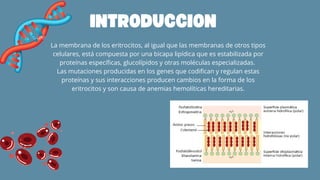 INTRODUCCION
La membrana de los eritrocitos, al igual que las membranas de otros tipos
celulares, está compuesta por una bicapa lipídica que es estabilizada por
proteínas específicas, glucolípidos y otras moléculas especializadas.
Las mutaciones producidas en los genes que codifican y regulan estas
proteínas y sus interacciones producen cambios en la forma de los
eritrocitos y son causa de anemias hemolíticas hereditarias.
 