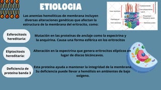 ETIOLOGIA
Las anemias hemolíticas de membrana incluyen
diversas alteraciones genéticas que afectan la
estructura de la membrana del eritrocito, como:
Esferocitosis
hereditaria:
Eliptocitosis
hereditaria:
Deficiencia de
proteína banda 3
Mutación en las proteínas de anclaje como la espectrina y
la anquirina. Causa una forma esférica en los eritrocitos
Alteración en la espectrina que genera eritrocitos elípticos en
lugar de discos bicóncavos.
Esta proteína ayuda a mantener la integridad de la membrana.
Su deficiencia puede llevar a hemólisis en ambientes de bajo
oxígeno.
 