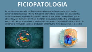 FICIOPATOLOGIA
En los eritrocitos con defectos de membrana, el cambio en las proteínas estructurales
compromete la elasticidad y forma de la célula, alterando su capacidad para atravesar los
capilares pequeños. Al perder flexibilidad, los eritrocitos se vuelven susceptibles a quedar
atrapados y ser destruidos en el bazo (hemólisis extravascular). Esto activa una respuesta
eritropoyética compensatoria en la médula ósea, aumentando la producción de eritrocitos. Sin
embargo, la destrucción supera la producción en la mayoría de los casos, llevando a anemia
 