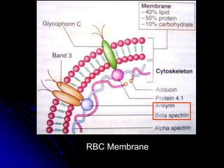 RBC Membrane
 