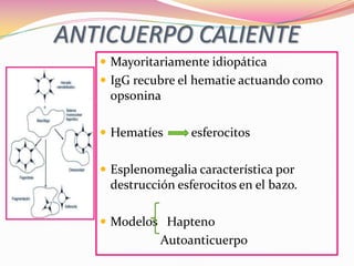 ANTICUERPO CALIENTE
 Mayoritariamente idiopática
 IgG recubre el hematie actuando como
opsonina
 Hematíes esferocitos
 Esplenomegalia característica por
destrucción esferocitos en el bazo.
 Modelos Hapteno
Autoanticuerpo
 