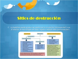 Sitios de destrucción
La hemólisis puede producirse dentro de la circulación (intravascular) o en
el interior de macrófagos del bazo, hígado o médula ósea (extravascular).

 
