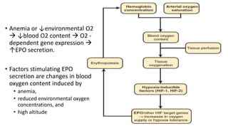 • Anemia or ↓environmental O2
 ↓blood O2 content  O2 -
dependent gene expression 
↑EPO secretion.
• Factors stimulating EPO
secretion are changes in blood
oxygen content induced by
• anemia,
• reduced environmental oxygen
concentrations, and
• high altitude
 
