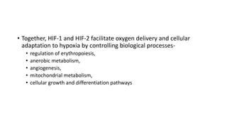 • Together, HIF-1 and HIF-2 facilitate oxygen delivery and cellular
adaptation to hypoxia by controlling biological processes-
• regulation of erythropoiesis,
• anerobic metabolism,
• angiogenesis,
• mitochondrial metabolism,
• cellular growth and differentiation pathways
 