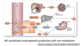HIF coordinates erythropoietin production with iron metabolism
Koury, M. J. & Haase, V. H. Nat. Rev. Nephrol. 11, 394–410 (2015)
 