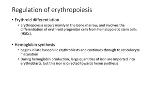 Regulation of erythropoiesis
• Erythroid differentiation
• Erythropoiesis occurs mainly in the bone marrow, and involves the
differentiation of erythroid progenitor cells from hematopoietic stem cells
(HSCs).
• Hemoglobin synthesis
• begins in late basophilic erythroblasts and continues through to reticulocyte
maturation
• During hemoglobin production, large quantities of iron are imported into
erythroblasts, but this iron is directed towards heme synthesis
 