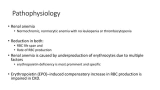 Pathophysiology
• Renal anemia
• Normochromic, normocytic anemia with no leukopenia or thrombocytopenia
• Reduction in both:
• RBC life span and
• Rate of RBC production
• Renal anemia is caused by underproduction of erythrocytes due to multiple
factors
• erythropoietin deficiency is most prominent and specific
• Erythropoietin (EPO)–induced compensatory increase in RBC production is
impaired in CKD.
 