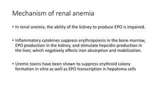 Mechanism of renal anemia
• In renal anemia, the ability of the kidney to produce EPO is impaired.
• Inflammatory cytokines suppress erythropoiesis in the bone marrow,
EPO production in the kidney, and stimulate hepcidin production in
the liver, which negatively affects iron absorption and mobilization.
• Uremic toxins have been shown to suppress erythroid colony
formation in vitro as well as EPO transcription in hepatoma cells
 