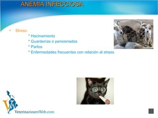 ANEMIA INFECCIOSA Stress:   * Hacinamiento * Guarderías o pensionados * Partos * Enfermedades frecuentes con relación al stress 