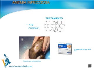 ANEMIA INFECCIOSA TRATAMIENTO *  ATB (“ciclinas”) 10 mg/kg c/24 hs. por 15-30 días Reacción por oxitetraciclina 