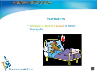ANEMIA INFECCIOSA TRATAMIENTO *  Tranfusión o reposición   globular  en formas hiperagudas. 