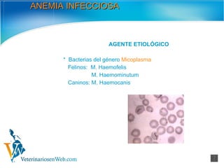 ANEMIA INFECCIOSA AGENTE ETIOLÓGICO *  Bacterias del género  Micoplasma Felinos:  M. Haemofelis M. Haemominutum Caninos: M. Haemocanis 
